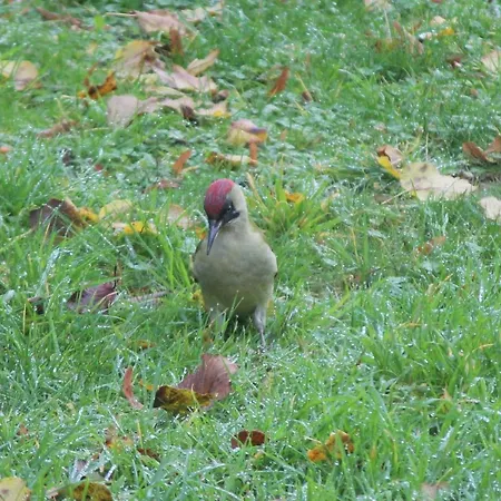 14-18 Somme * Beaucourt-sur-l'Ancre