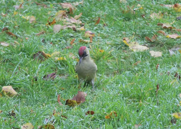 14-18 Somme * Beaucourt-sur-l'Ancre